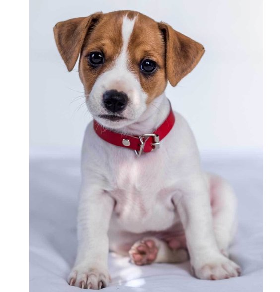 Mikroflanelová deka Jack Russel terrier alt=