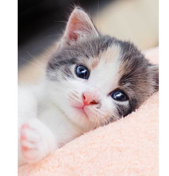 Mikroflanelová deka Koťátko alt=