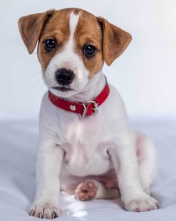 Mikroflanelová deka Jack Russel terrier-1